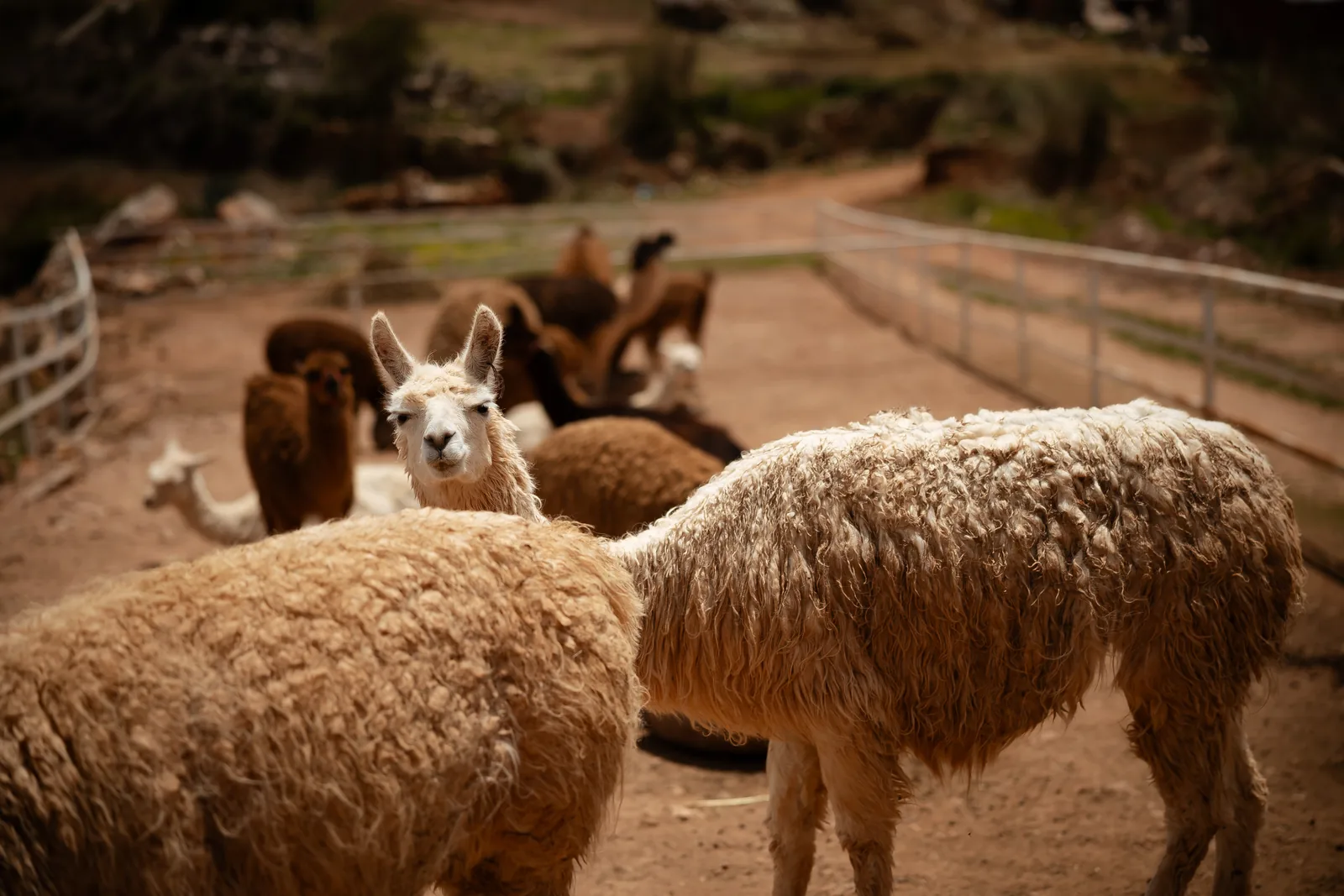 Sheep and alpacas providing wool for handwoven frazada textiles